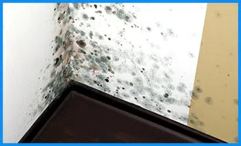 Key Biscayne Restoration Expert Key Biscayne, FL 786-310-0105 - serv-mold-wgr-40