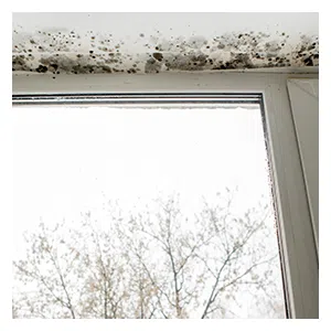 Key Biscayne Restoration Expert Key Biscayne, FL 786-310-0105 - sid-mold-wgr-40